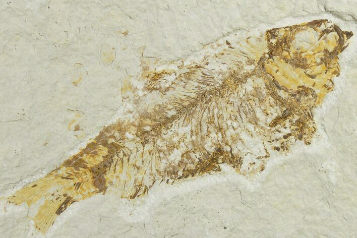 Bargain, 3.8" Fossil Fish (Knightia) - Green River Formation